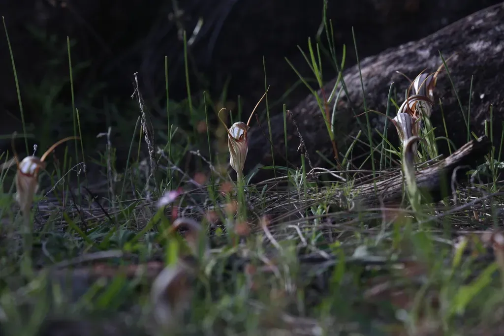 Pterostylis Hamiltonii