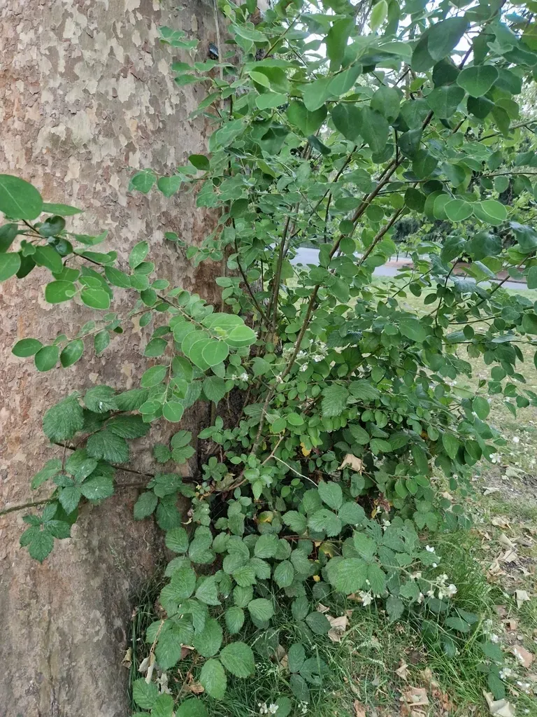 Purpleberry Cotoneaster