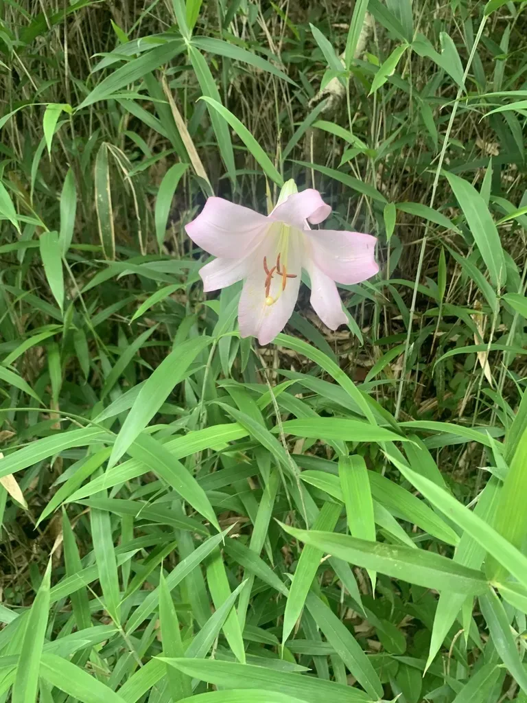 Bamboo Lily