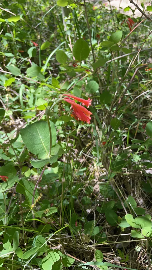 Arizona Honeysuckle