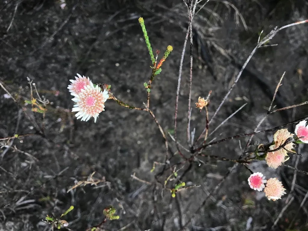 Actinodium Cunninghamii