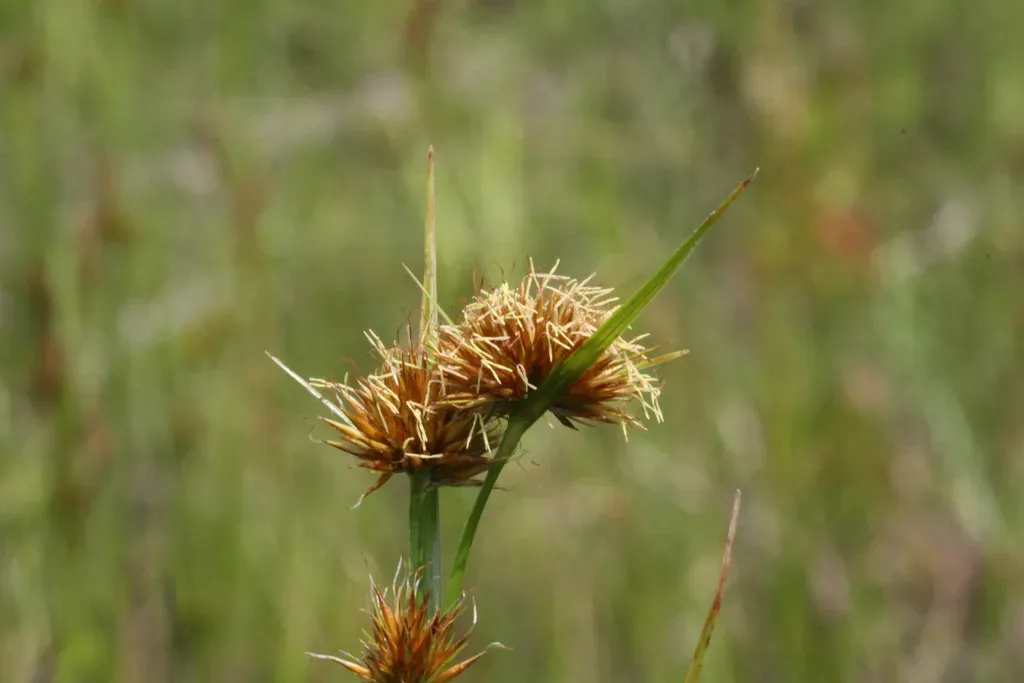 Bunched Beaksedge