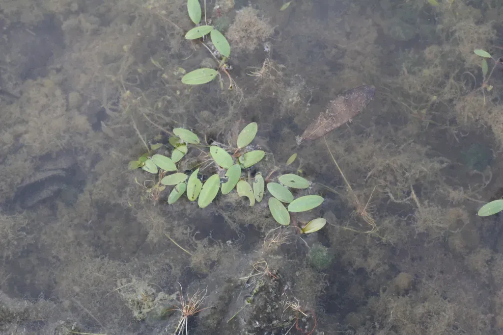 Waterthread Pondweed
