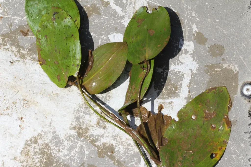 Spotted Pondweed