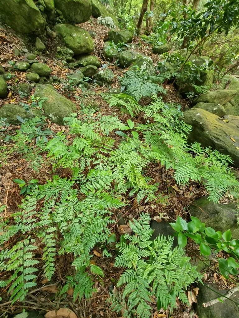 Madeira Holly Fern