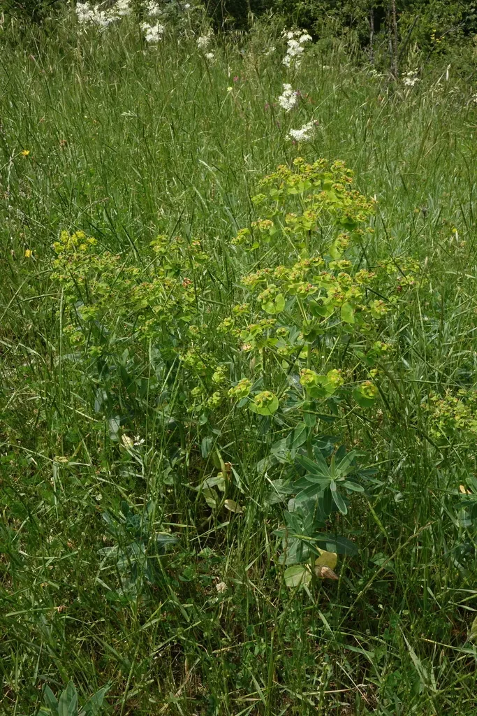 Euphorbia Iberica