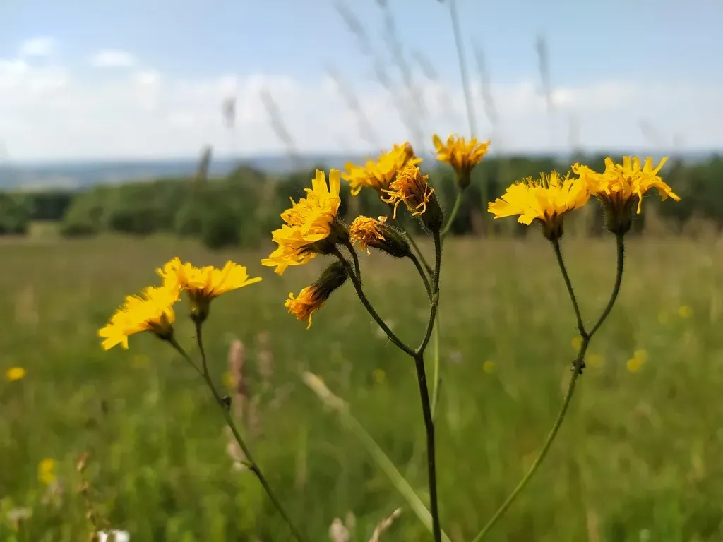 Northern Hawk's-beard