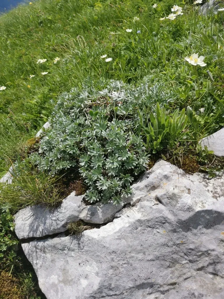 Silvery Crane's Bill