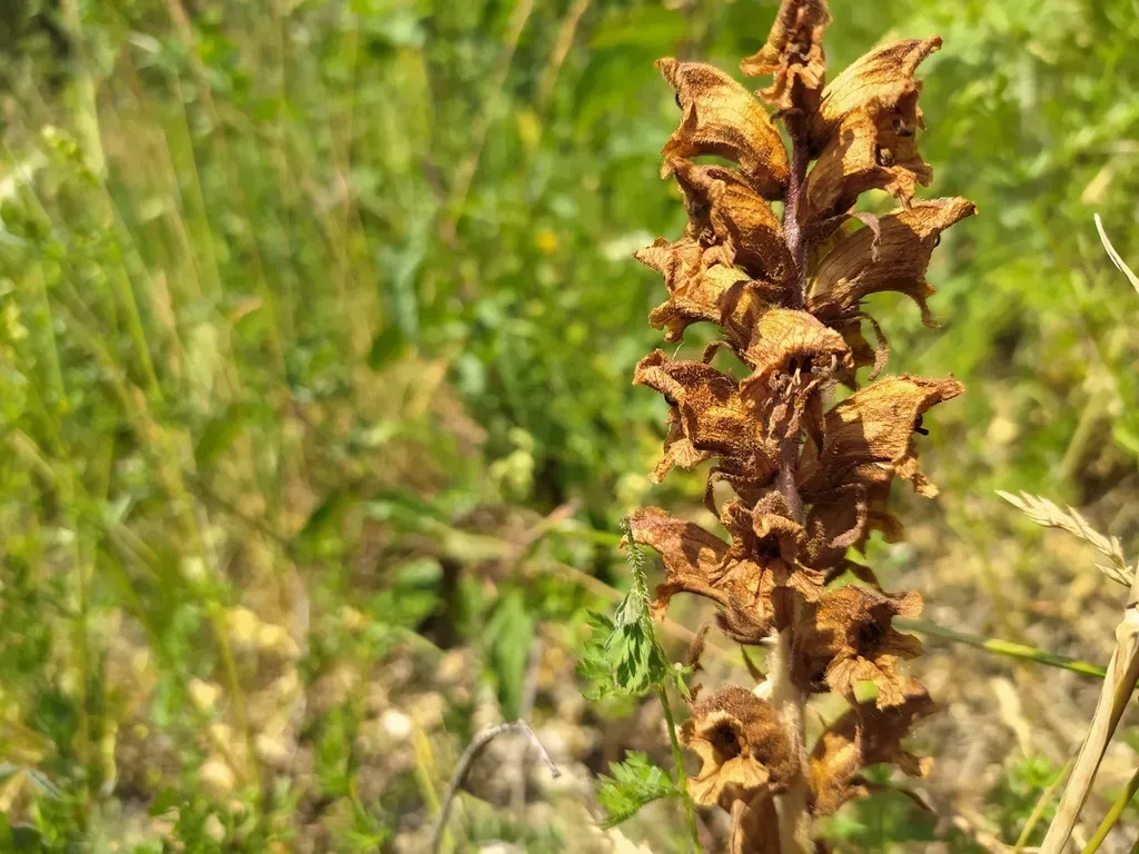 Clove-scented Broomrape