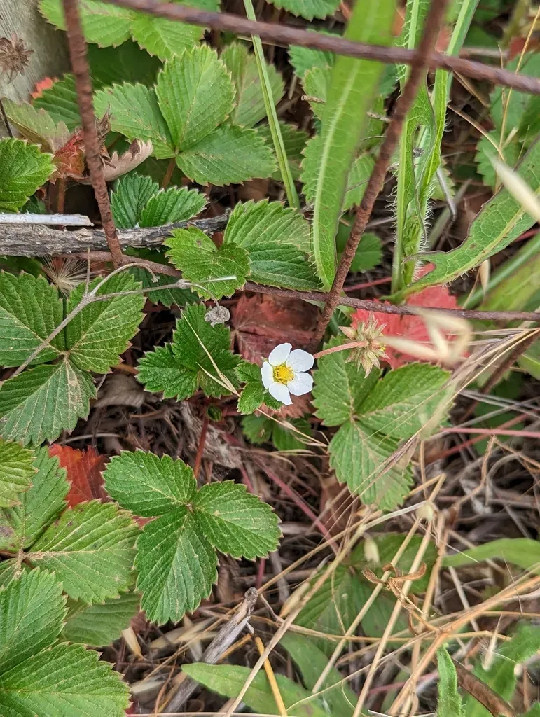Woodland Strawberry