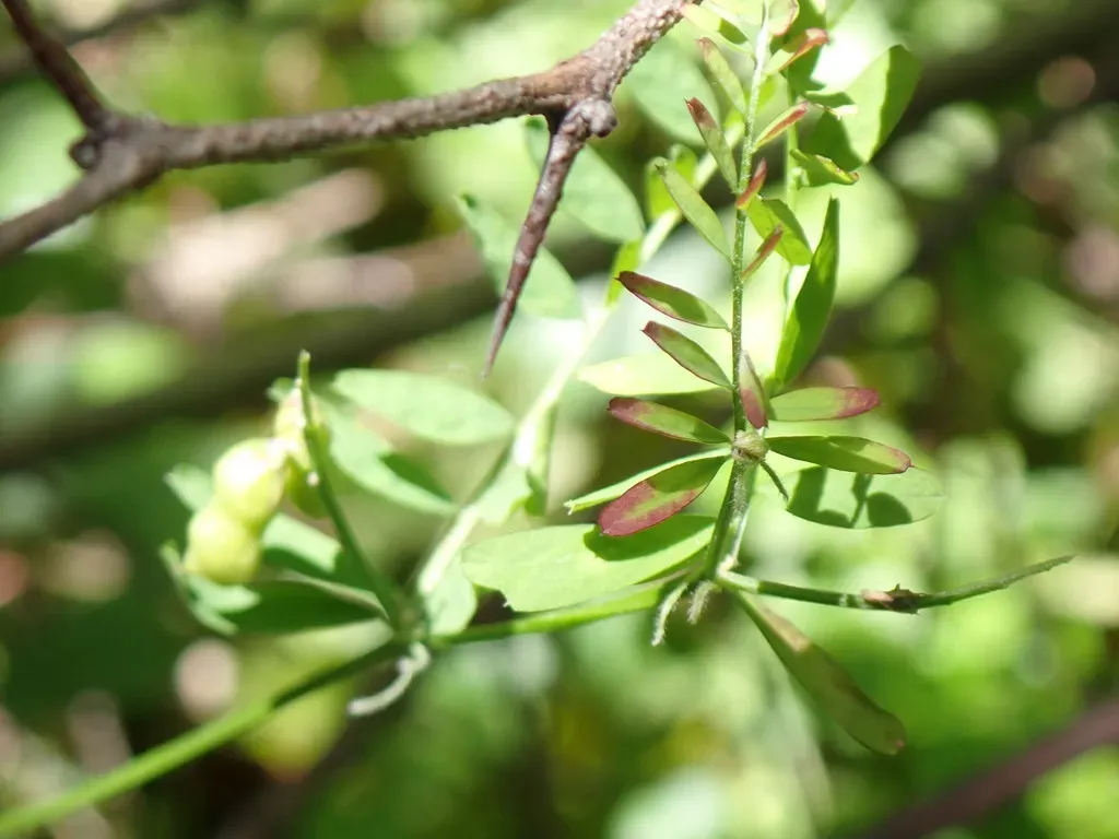 Loiseleur’s Vetch