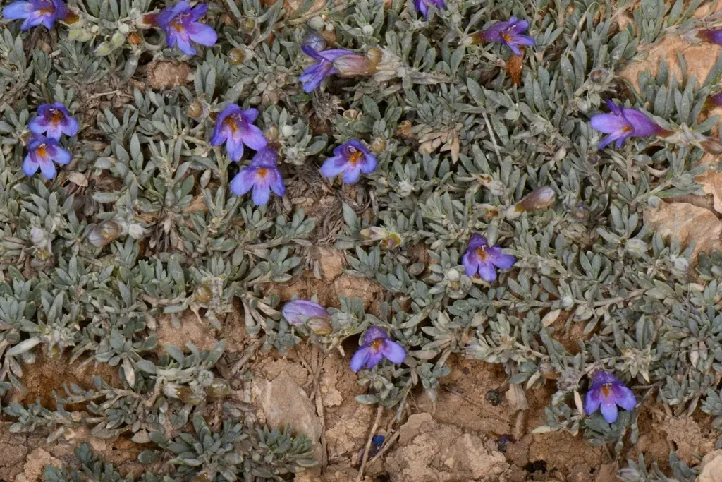 Thompson's Beardtongue