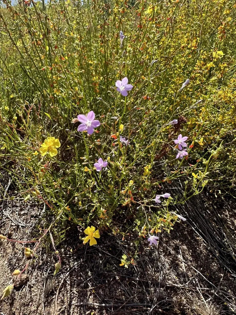 Caraway-leaved Woodland-gilia