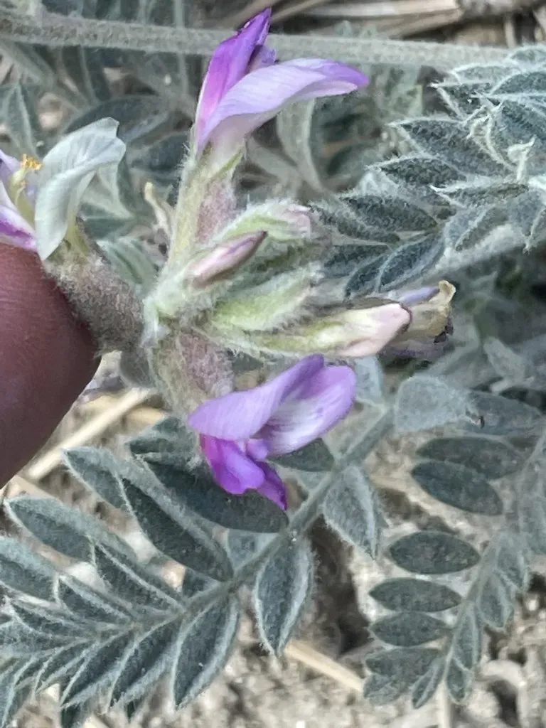 Big Bear Valley Woollypod