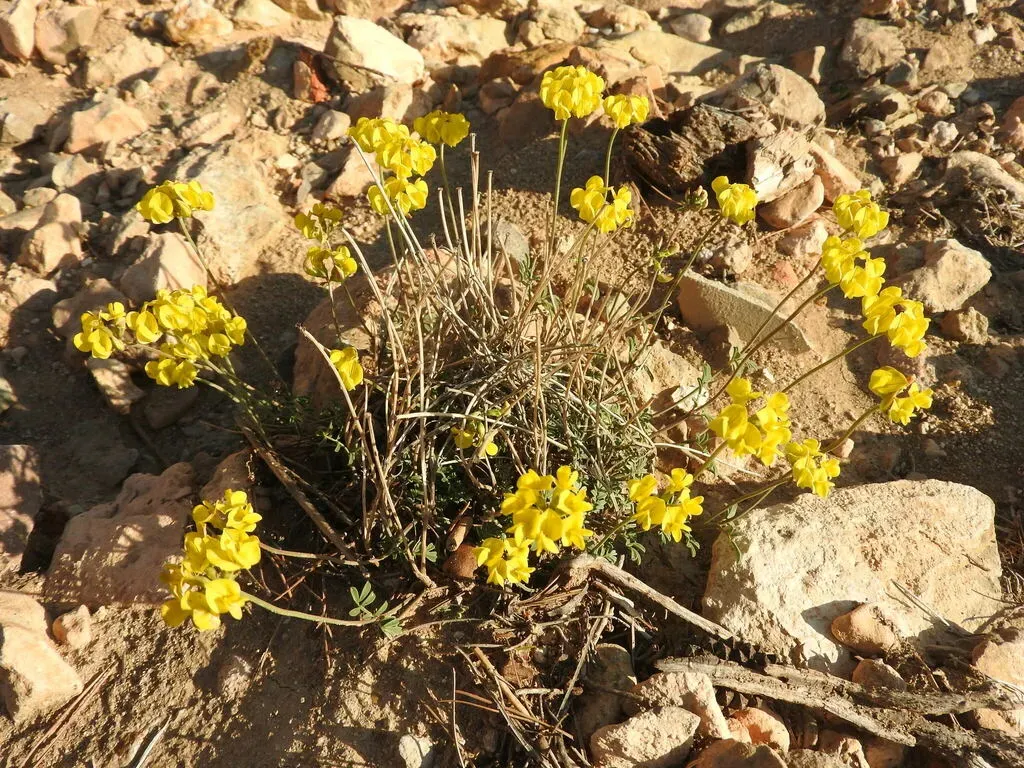 Hippocrepis Atlantica
