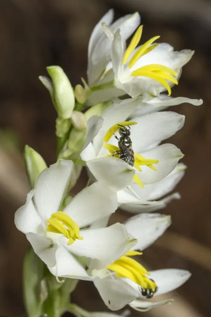 Chlorophytum Tuberosum