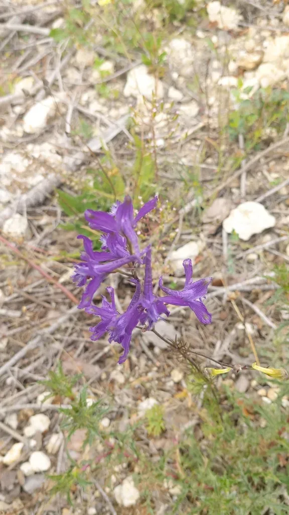Delphinium Pentagynum