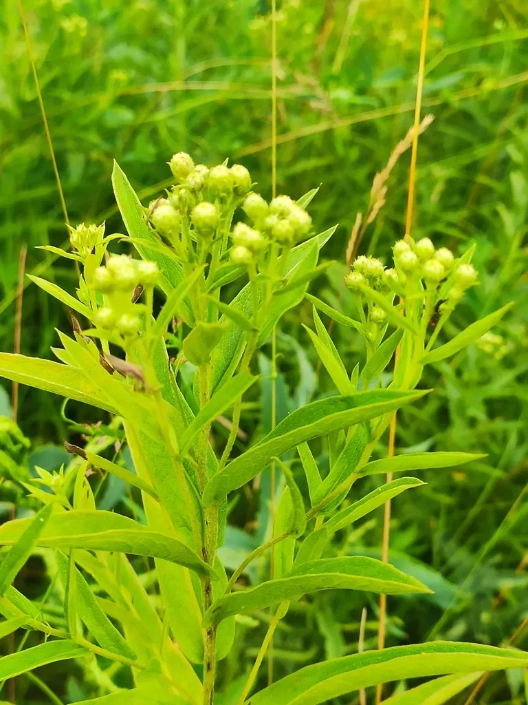 Hairy Fleabane