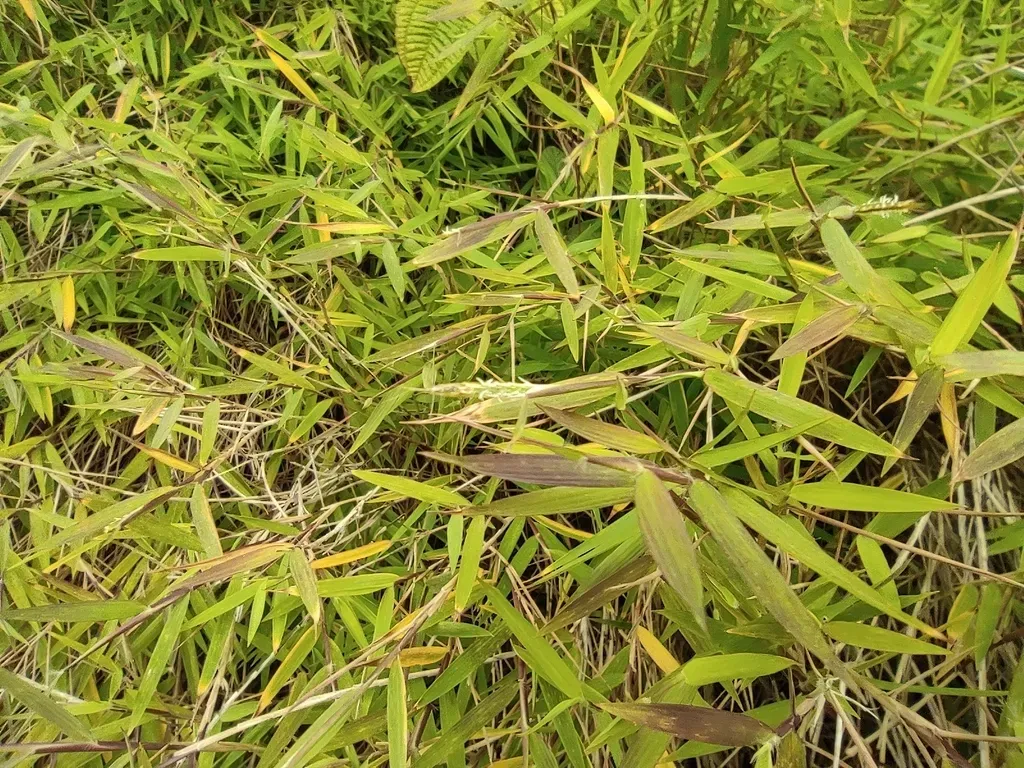 Pogonatherum Paniceum