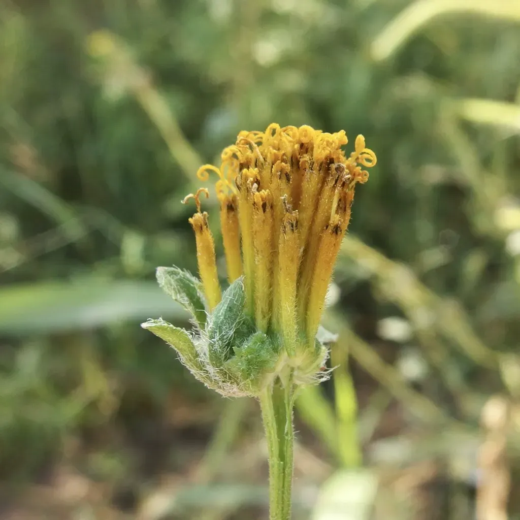 Sclerocarpus Spatulatus