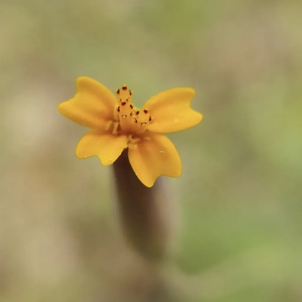 Tagetes Subulata