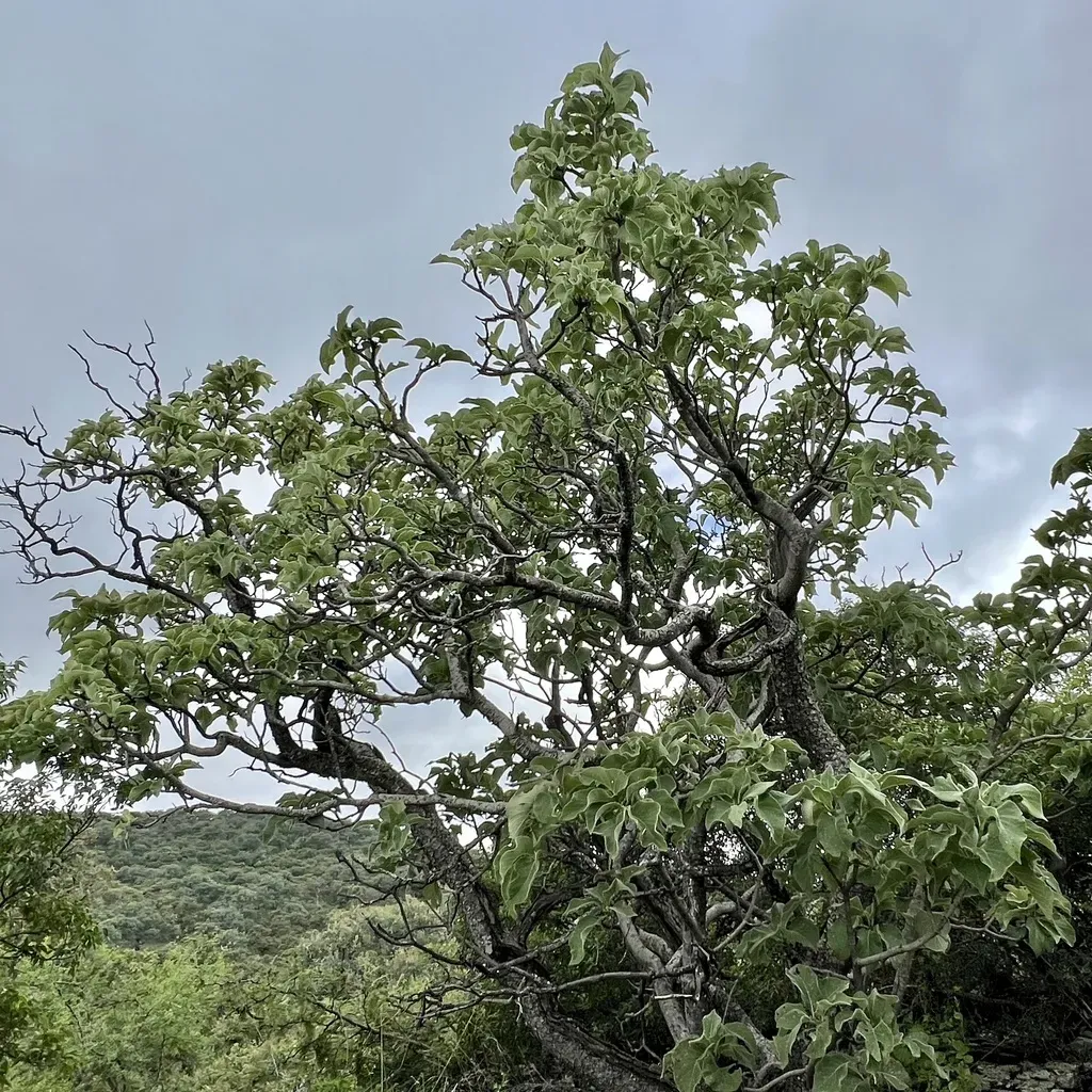 Randia Mollifolia