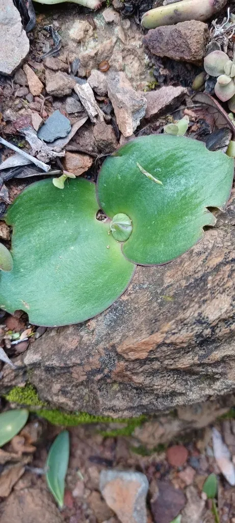 Hedgehog Lily
