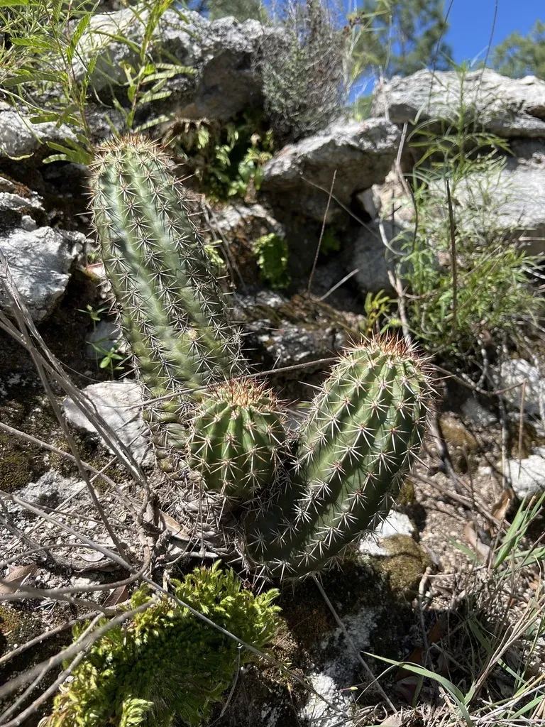 Echinocereus Bacanorensis