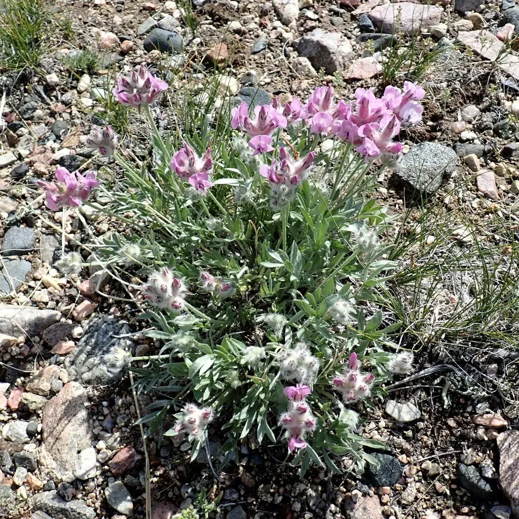 Wyoming Locoweed