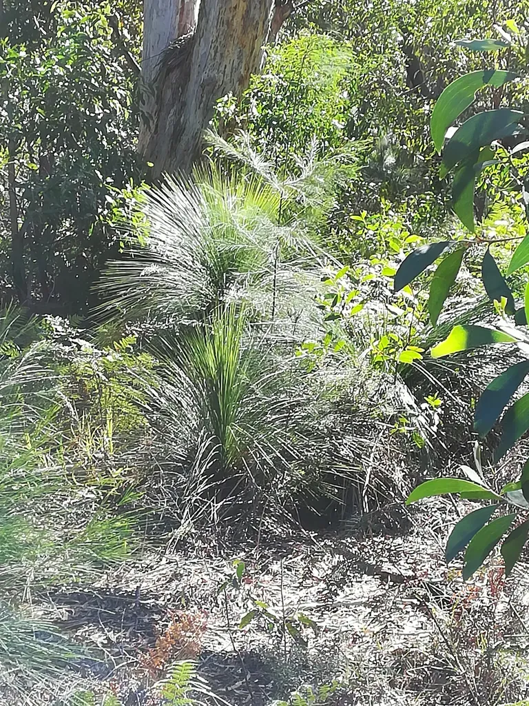 Johnson's Grass Tree