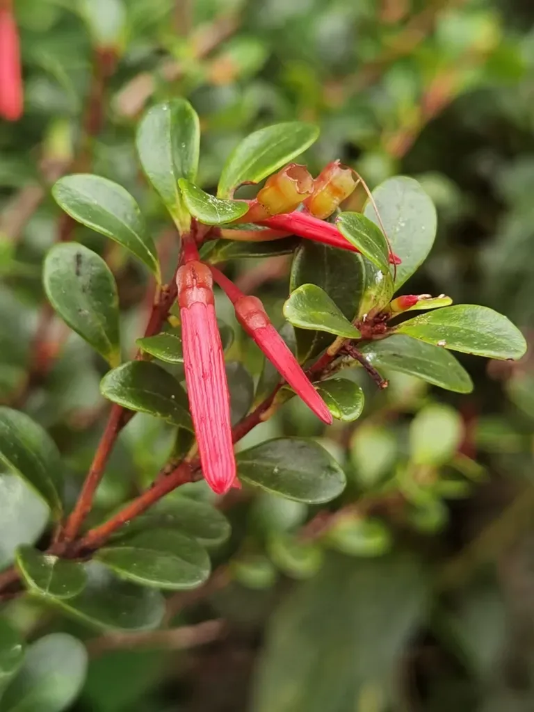 Gonocalyx Pterocarpus