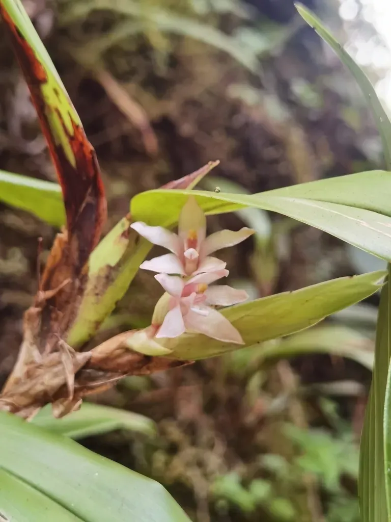 Maxillaria Sigmoidea