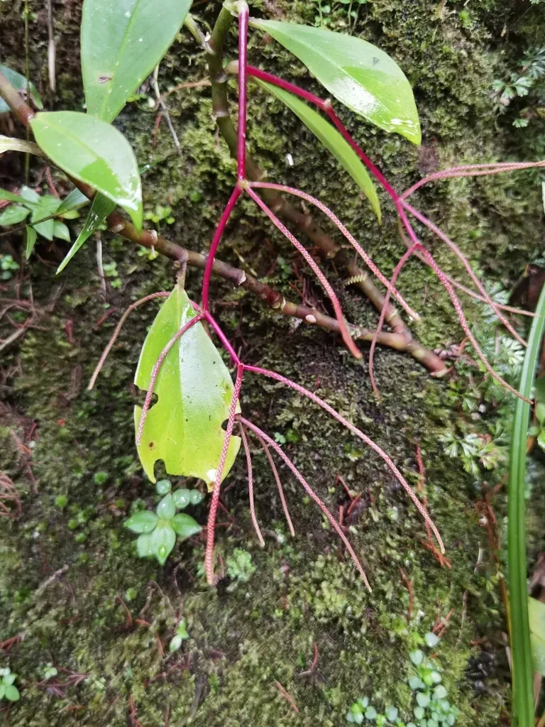 Peperomia Dotana