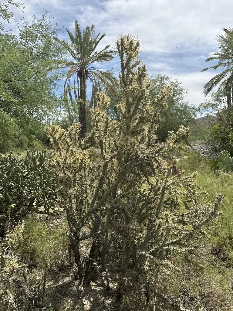 Buckhorn Cholla