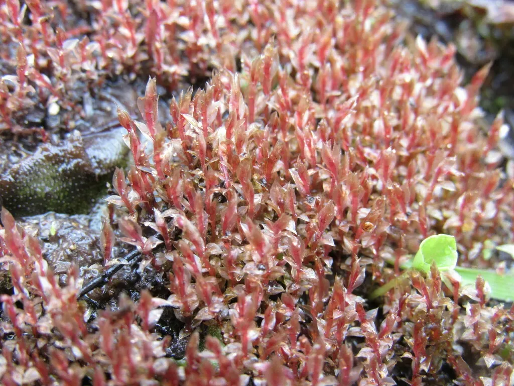 Weigel's Bryum Moss