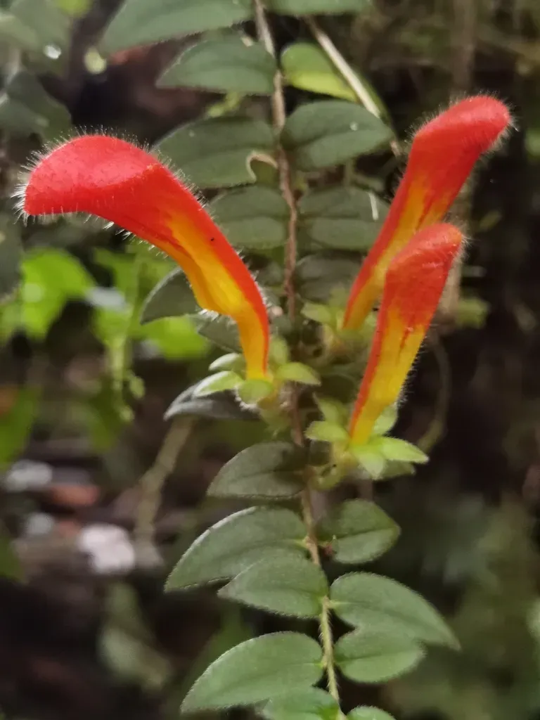 Columnea Microcalyx