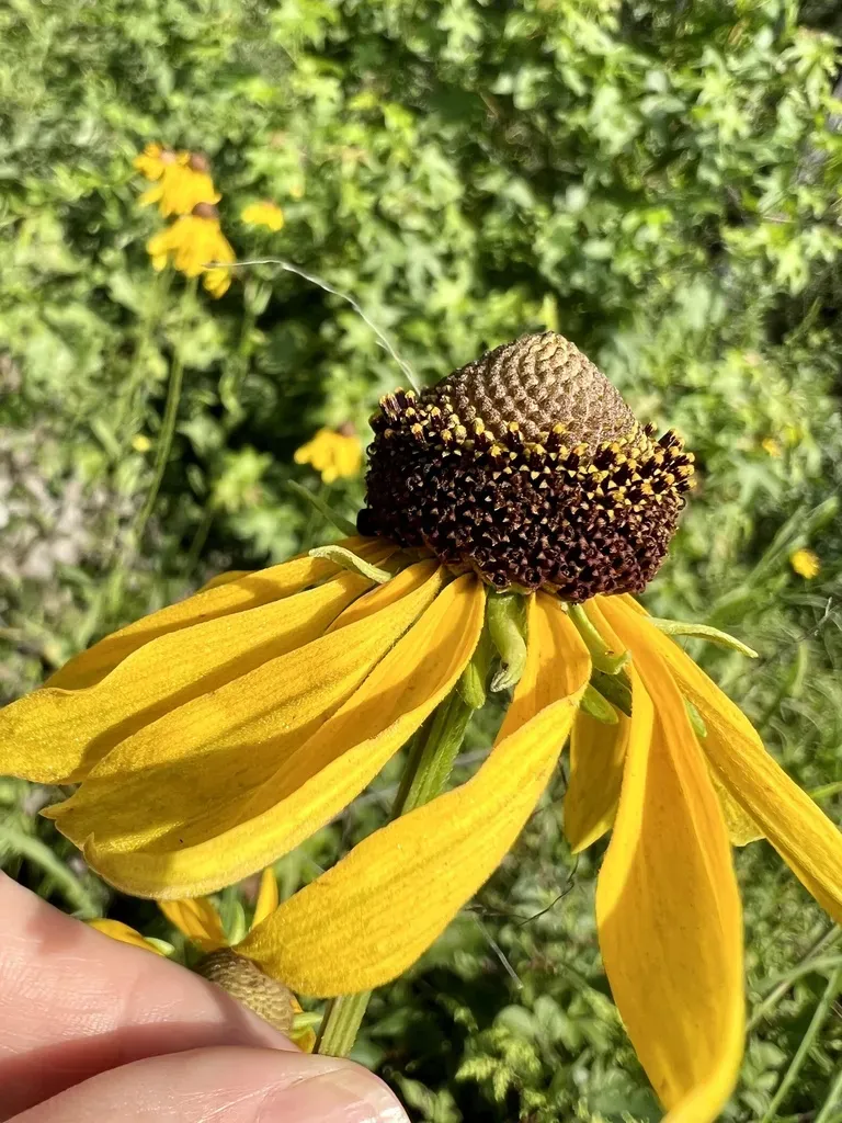 Rough Coneflower