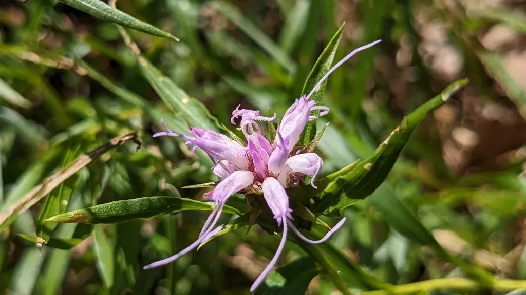 Ouachita Blazing Star