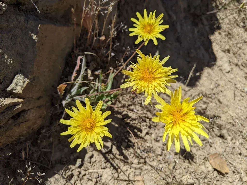 Coast Range Agoseris