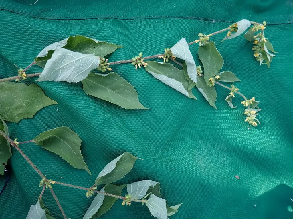 Triumfetta Procumbens