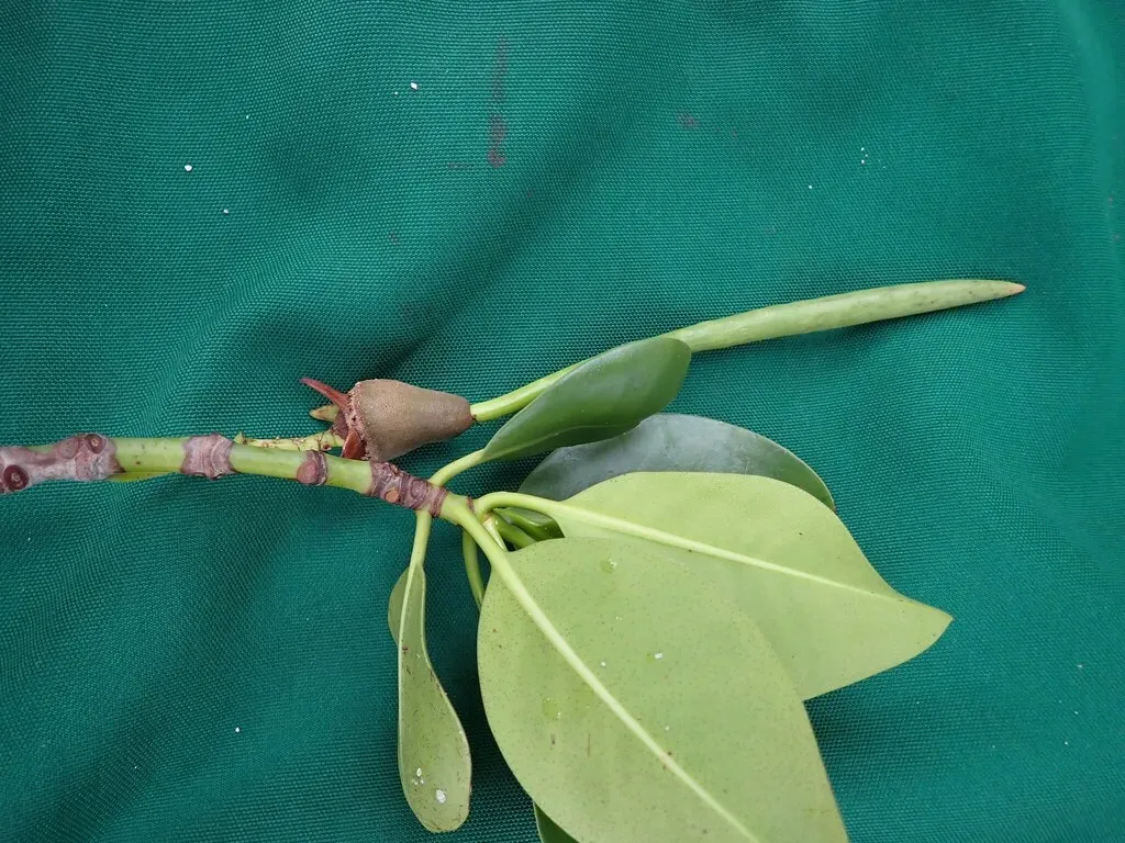 Rhizophora Samoensis