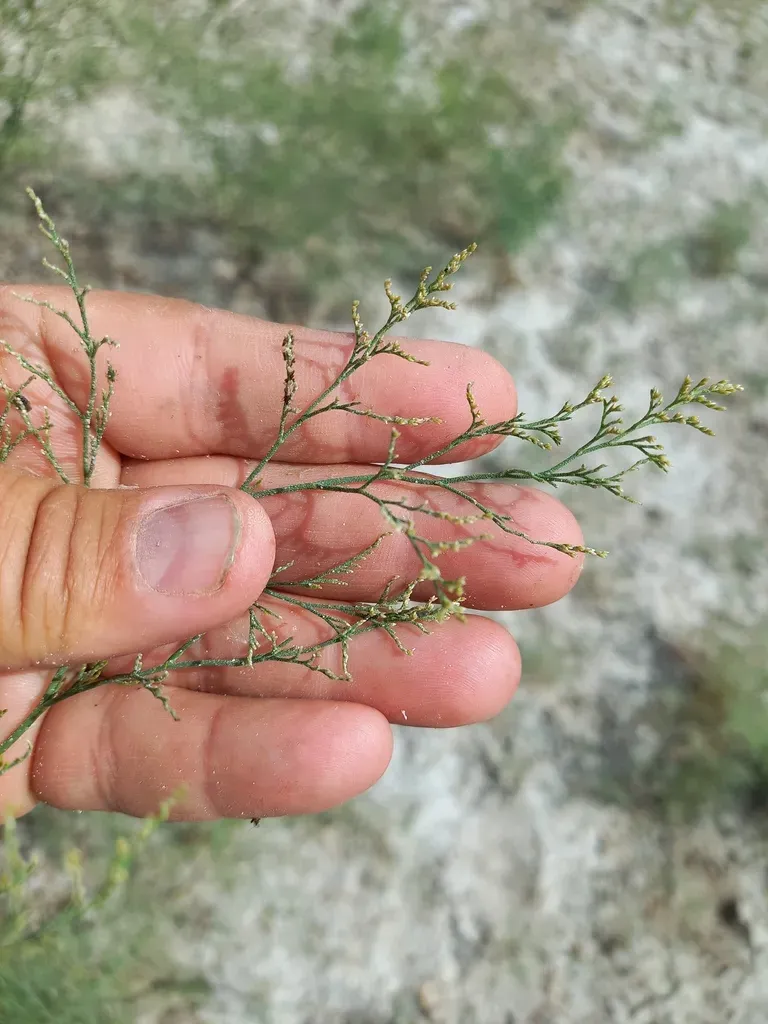 Top-flowered Sea-lavender