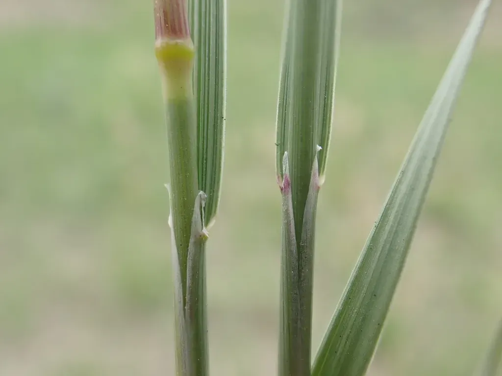 Plains Reedgrass