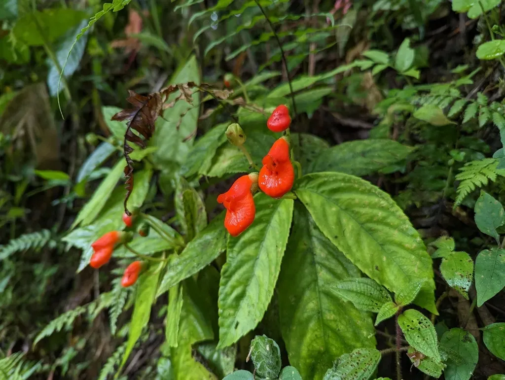 Gasteranthus Pansamalanus