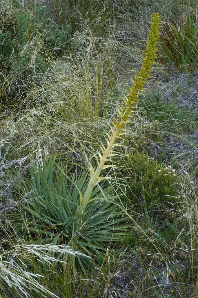 Aciphylla Scott-thomsonii