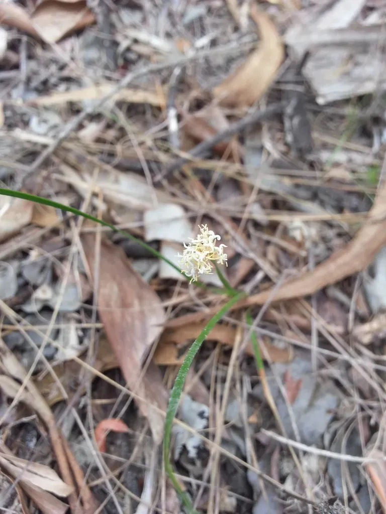 Arthrostylis Aphylla