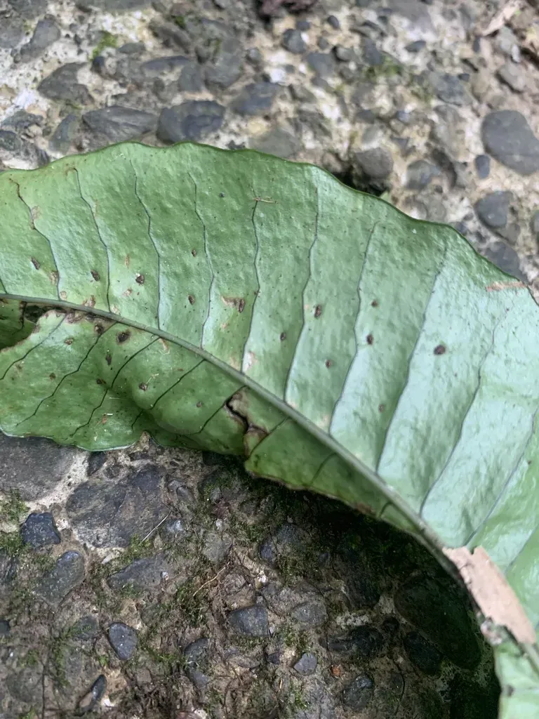 Neocheiropteris Ensata