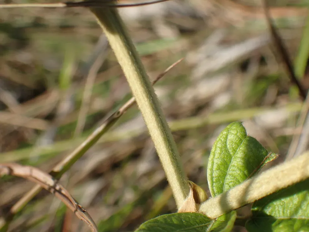 Eriosema Luteopetalum