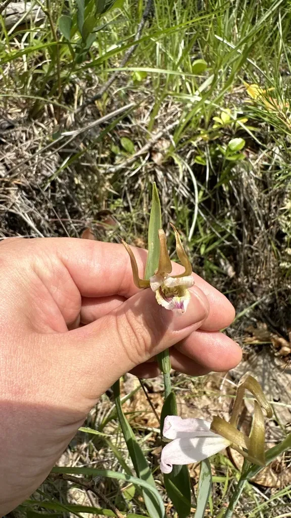 Small Spreading Pogonia