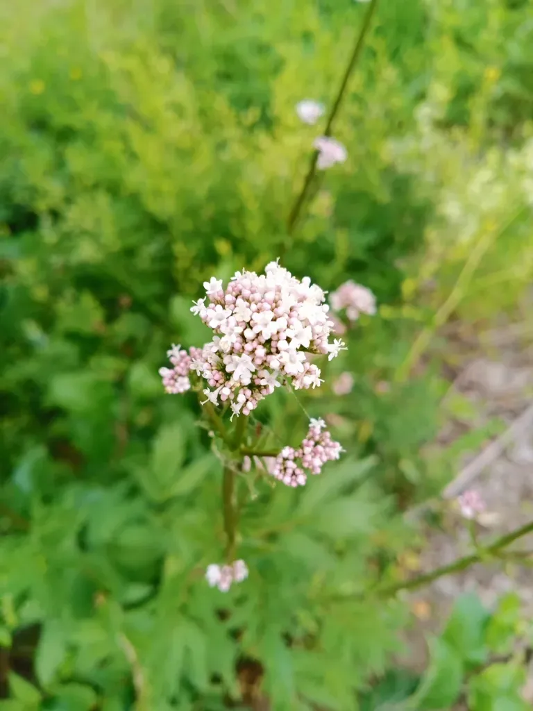 Valeriana Wolgensis